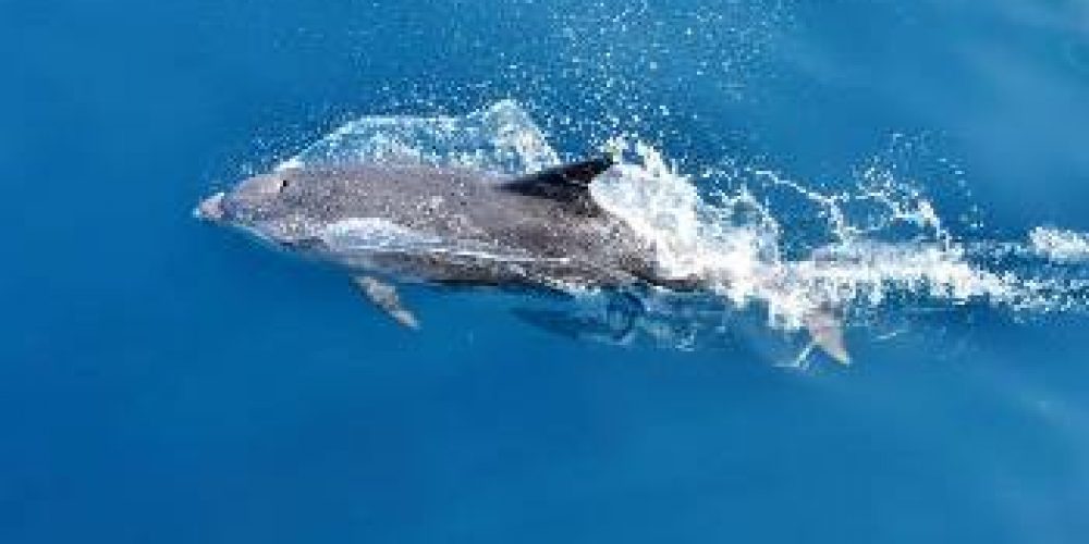 Panorama stazama delfina